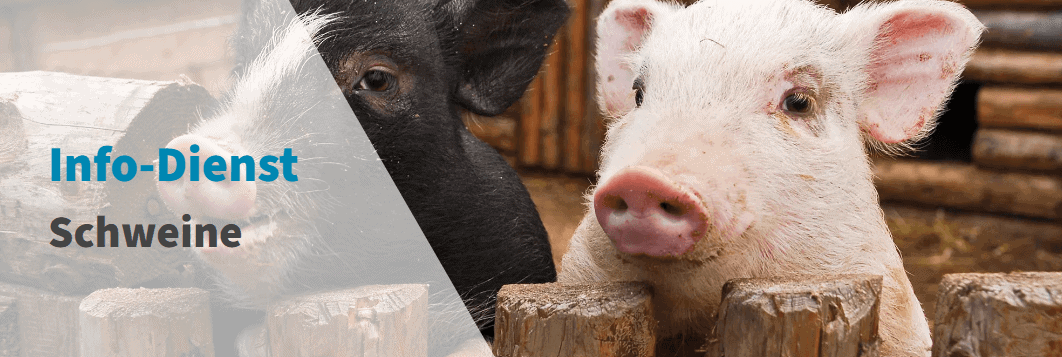 info dienst schweine 1